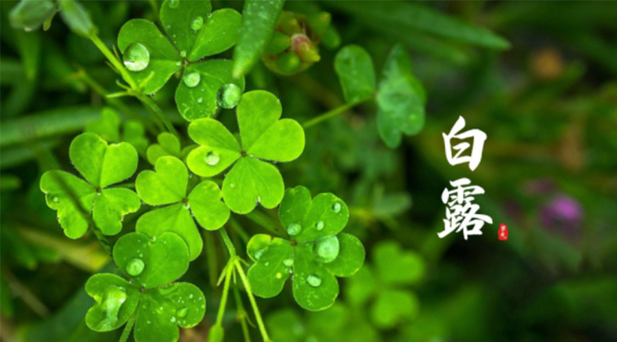 白露時節(jié)！ 金環(huán)電器提醒大家要注意這些事項